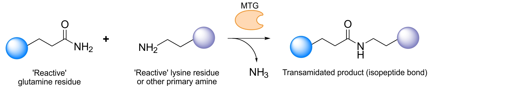 Microbial Transglutaminase For Site Specific Protein Conjugation Blog 